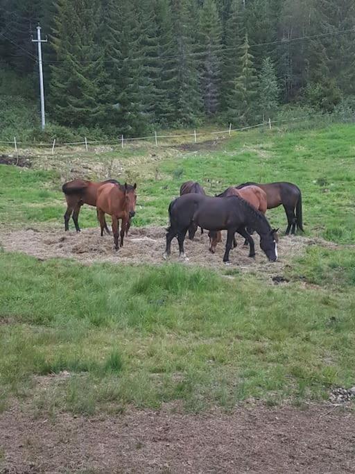 River Run Ranch - Telemark Drangedal Extérieur photo