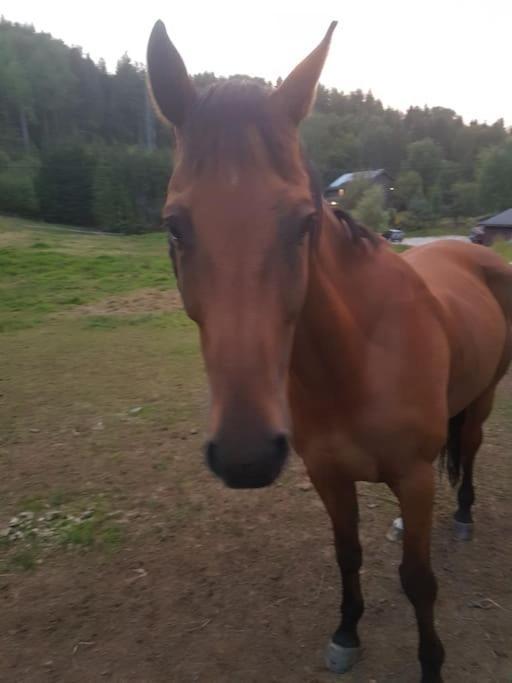 River Run Ranch - Telemark Drangedal Extérieur photo