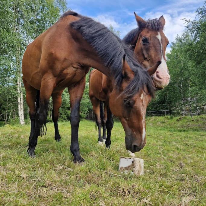 River Run Ranch - Telemark Drangedal Extérieur photo