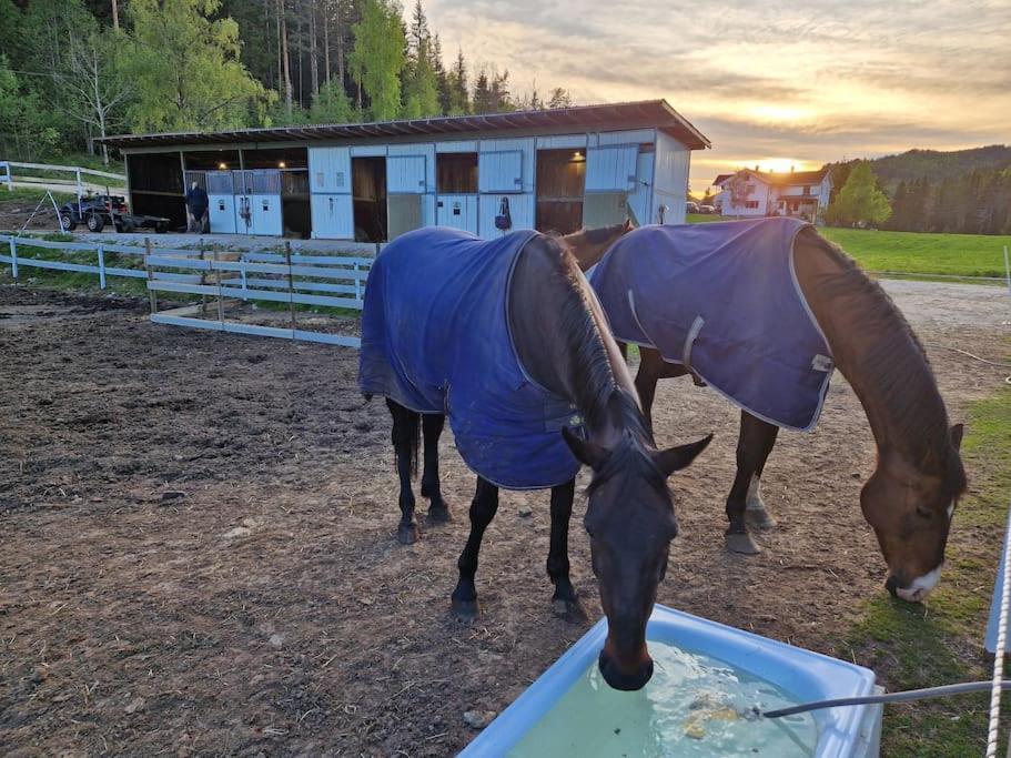 River Run Ranch - Telemark Drangedal Extérieur photo